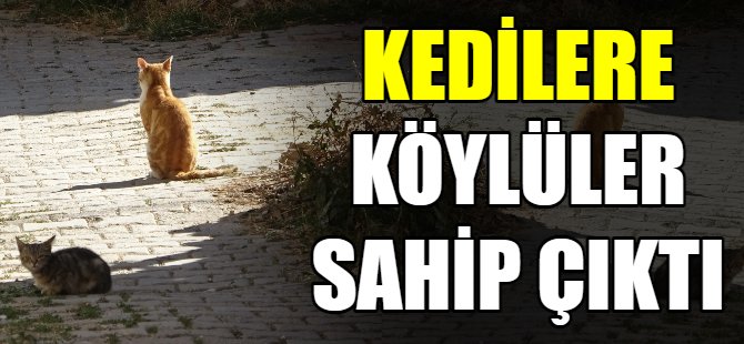 Kedilere köylüler sahip çıktı