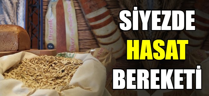 Siyez buğdayında hasat bereketi