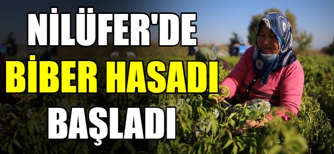 Nilüfer'de biber hasadı