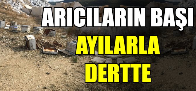 Arıcıların başı, ayılarla dertte