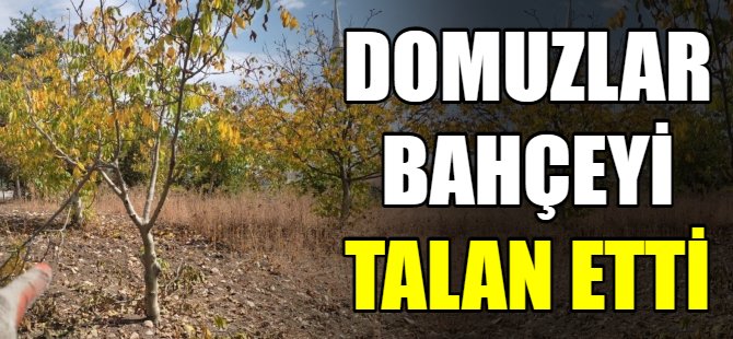 Bursa'da domuzlar bahçeleri talan etti