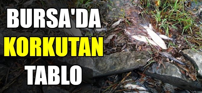 Bursa'da korkutan tablo