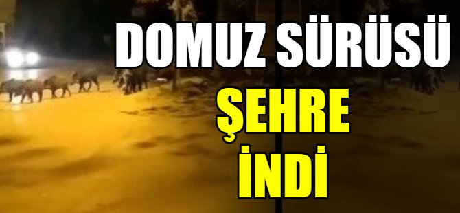 Domuz sürüsü ilçe merkezine indi