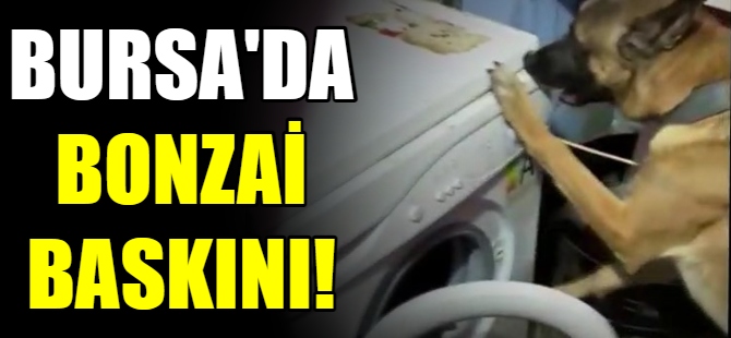 Bursa'da Bonzai baskını!