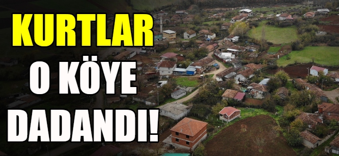 Kurtlar köye dadandı
