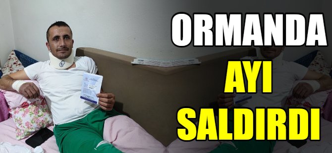 Bir ayı saldırısı da Bursa'dan
