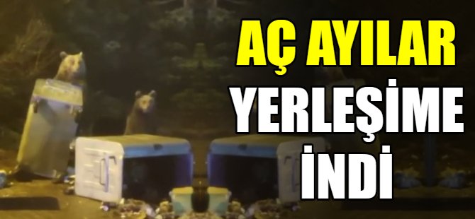 Ayılar yerleşime indi