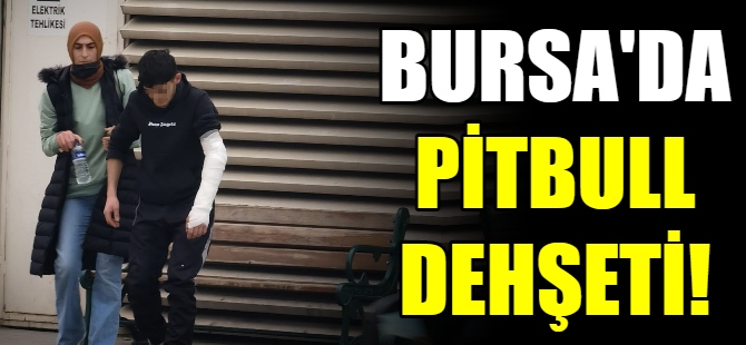 Bursa'da Pitbull dehşeti!
