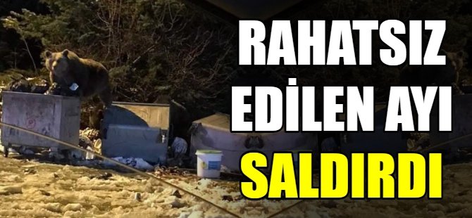 Rahatsız ettikleri ayı otomobile saldırdı