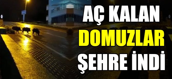 Aç kalan domuz sürüsü şehre indi