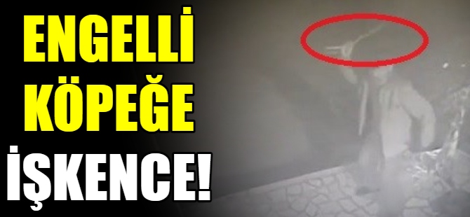 Engelli köpeği sopayla dövdü
