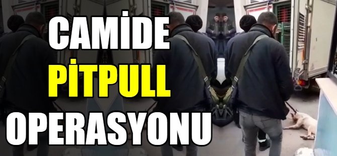 Bursa'da Pitbull operasyonu