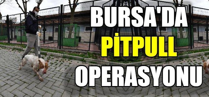 Bursa’da Pitbull operasyonu