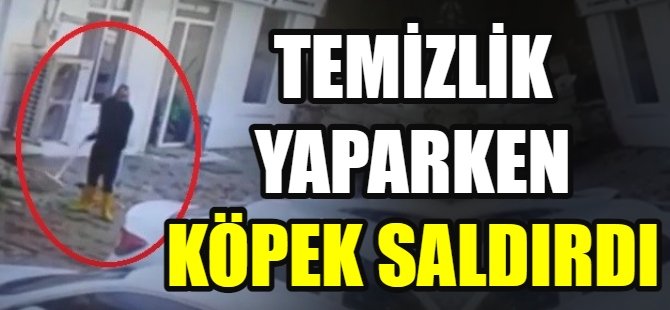 Sokak köpeğinin saldırısına uğradı