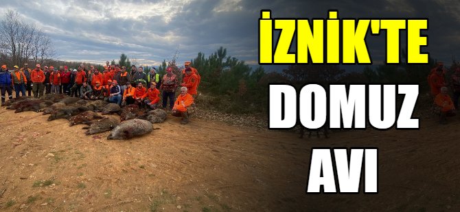 Bir günde 33 domuz vuruldu