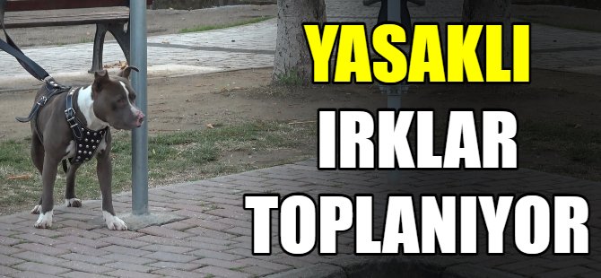 Pitbull'u çocuk parkına bırakıp kaçtı