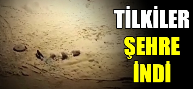 Aç kalan tilkiler şehir indi