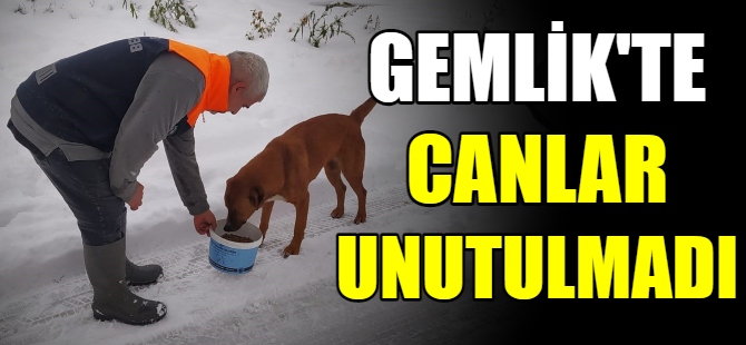 Gemlik'te can dostları unutulmadı