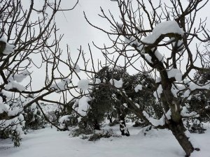 Kar zeytin dallarını kırdı
