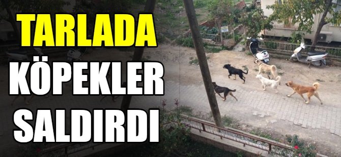 Köpeklerin saldırısına uğradı