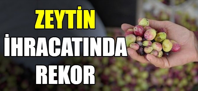 Zeytin ihracatında rekor artış