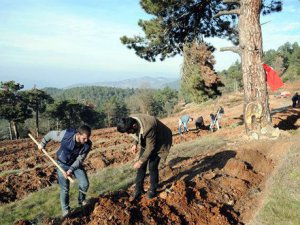 Bursa'ya 69 bin dut fidanı dikilecek