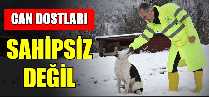 Sokak hayvanları sahipsiz değil