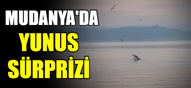 Mudanya'da yunus sürprizi