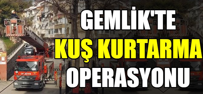 Ağaçta asılı kalan kuş kurtarıldı
