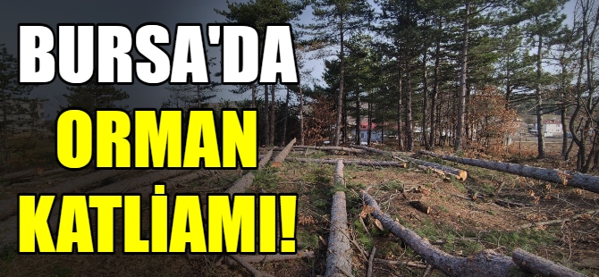 Bursa’da ağaç katliamı