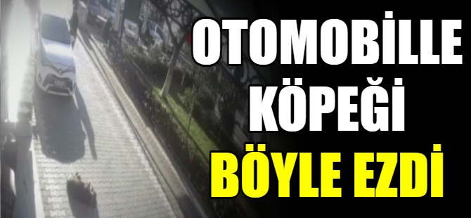 Otomobille köpeği ezdi