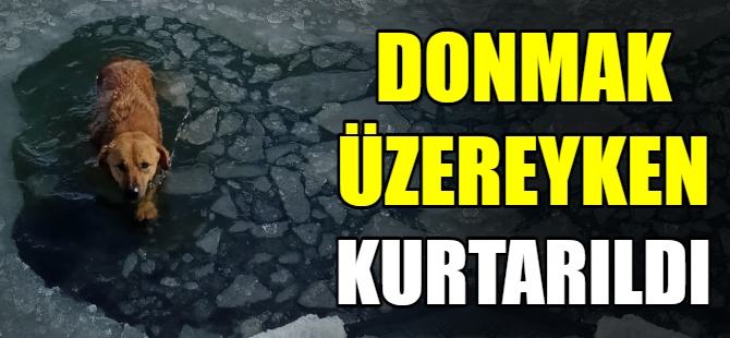 Gölete düşen köpek böyle kurtarıldı