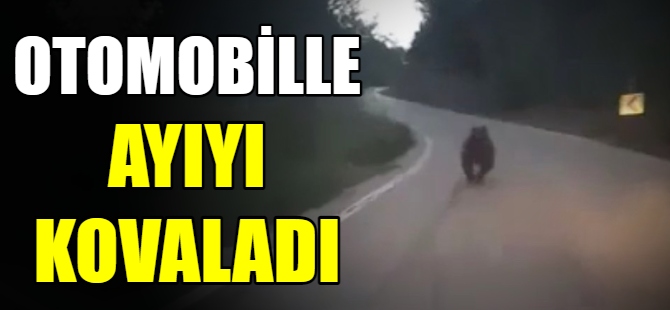 Bursa'da ayılar köye indi