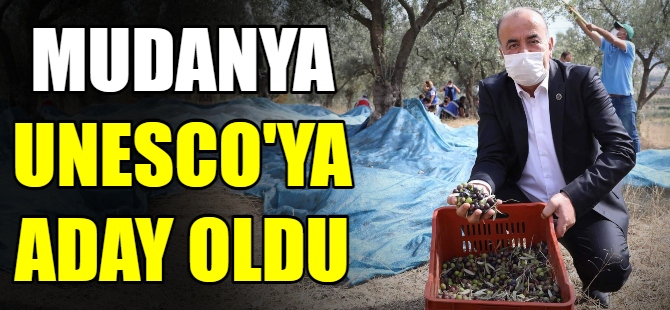 Mudanya zeytini Unesco'ya aday