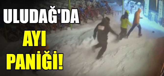 Ayı ile göz göze geldiler