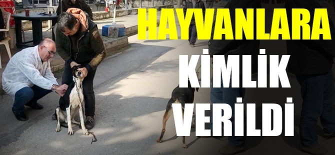 Mudanya'da av hayvanlarına kimlik