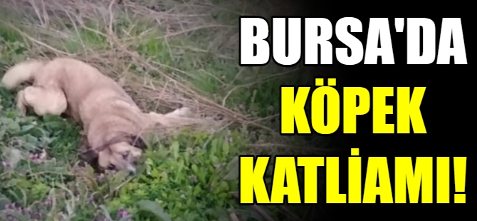 Bursa’da köpek katliamı
