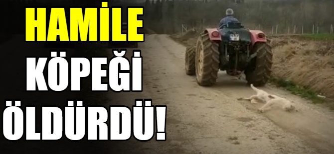 Hamile köpeği öldürdü!