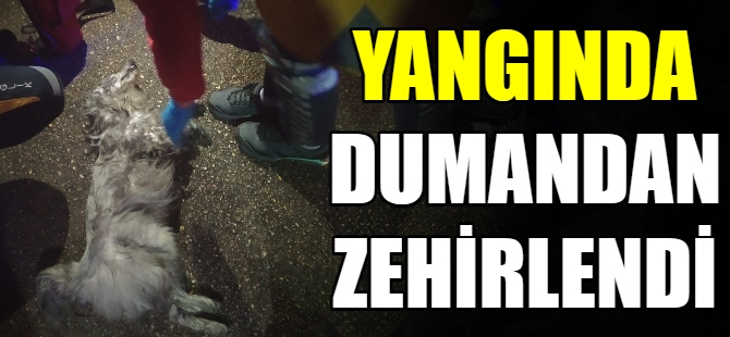 Yangında dumandan zehirlendi