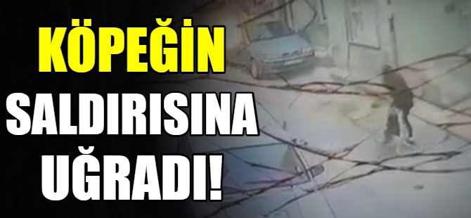 Köpeğin saldırısına uğradı