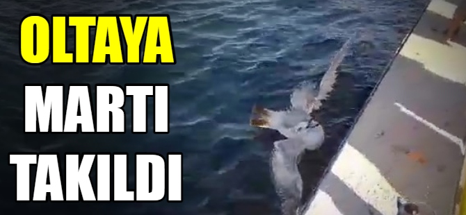 Oltaya martı takıldı