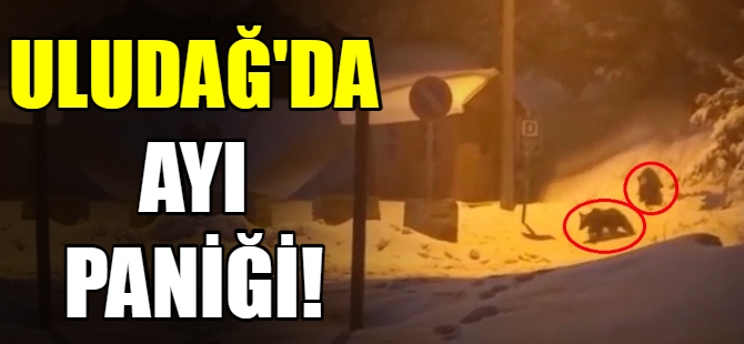 Uludağ’da ayı paniği!