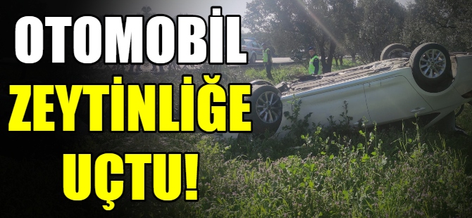 Otomobil zeytinliğe uçtu