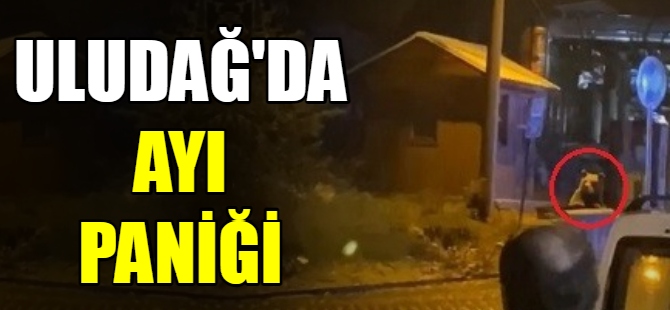 Uludağ’da  ayı paniği