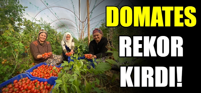 Domates rekor kırdı