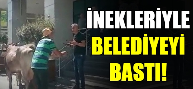 İnekleriyle belediyeyi bastı