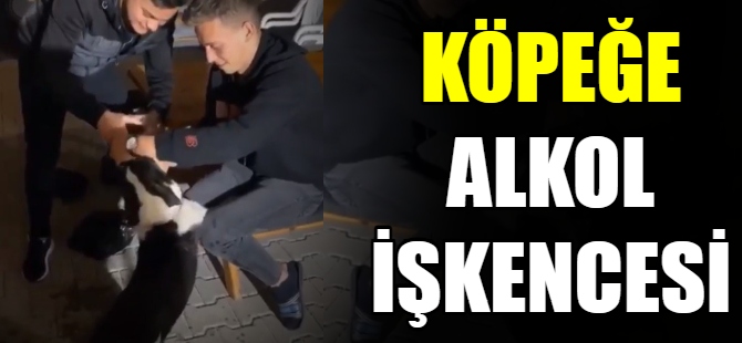 Köpeğe alkol işkencesi