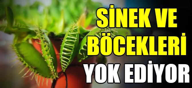 Sinek ve böcekleri yok ediyor