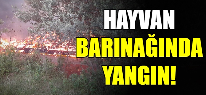 Hayvan barınağında yangın