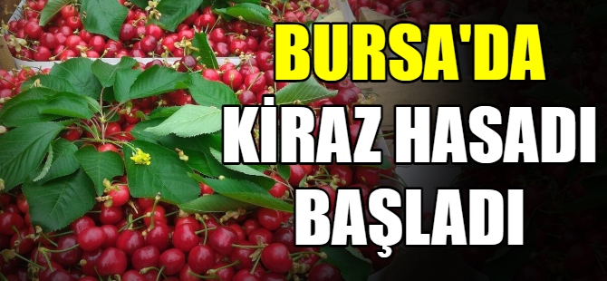 Bursa'da kiraz hasadı başladı